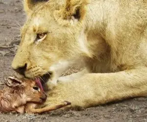 مستند حیات وحش؛ شیر بچه آهو تو چنگش رو نمی خوره لیس می زنه و باهاش راه میره