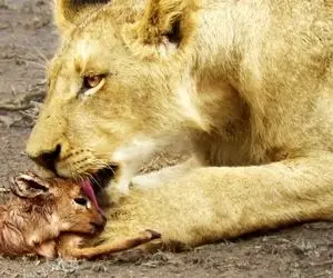 مستند حیات وحش؛ شیر بچه آهو تو چنگش رو نمی خوره لیس می زنه و باهاش راه میره