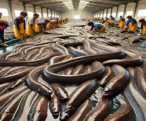 فرآوری مار؛ مارماهی لزج رو تو لجن میپرورونه خشک شدشو رشته ای رنده میکنه برای سوپ