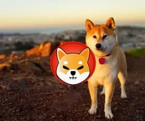  روزهای دگرگون کننده‌ای در انتظار شیبااینو؟