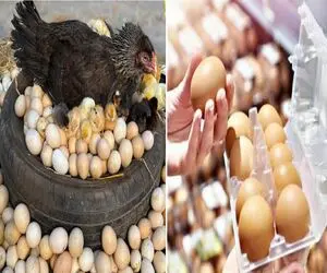 قیمت تخم مرغ امروز شنبه 7 شهریور 1405 / تخم مرغ دانه ای چند؟