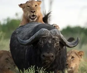 مستند حیات وحش؛ شجاعت یا حماقت؟ پایان تلخ بوفالوی قلدری که تنها زد به دل 20 شیر