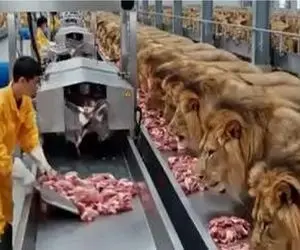 فرآوری حیوانات/شیرها رو بردن کارخونه گوشت و پوستشون رو جدا میکنند تا ازشون چرم بسازند