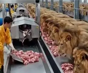 فرآوری حیوانات/شیرها رو بردن کارخونه گوشت و پوستشون رو جدا میکنند تا ازشون چرم بسازند
