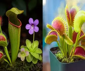 صفر تا صد نگهداری گیاه گوشت خوار در خانه/ اینطوری گیاهت سر زنده و جون دار می مونه