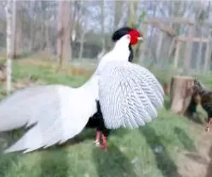 کارخانه حیوانات؛ ترکیب ژن پرنده زینتی با خروس برای تولید نسخه محدود ردا دار خدا تومنی