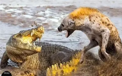 نبرد حیات وحش/ کفتار طعمه را از دهان کروکودیل می دزدد/ زور کفتار ها به کروکودیل چربید