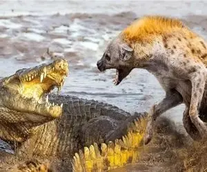 نبرد حیات وحش/ کفتار طعمه را از دهان کروکودیل می دزدد/ زور کفتار ها به کروکودیل چربید