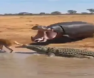 مستند حیات وحش؛ اسب آبی به یاری ایمپالا شتافت