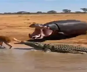 مستند حیات وحش؛ اسب آبی به یاری ایمپالا شتافت