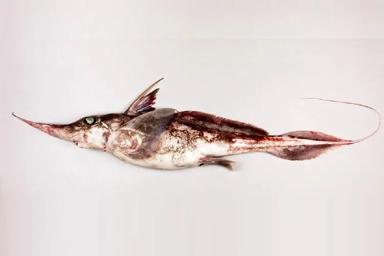 آن روی طبیعت وحشی؛ کشف شبح کوسه که انگار چند نوع ماهی رو به هم دوختن و شده این