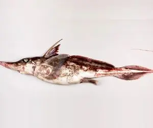 آن روی طبیعت وحشی؛ کشف شبح کوسه که انگار چند نوع ماهی رو به هم دوختن و شده این