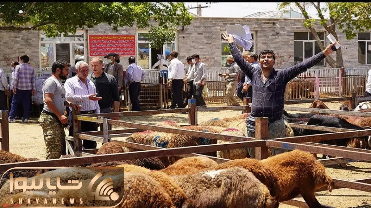 (جدول) قیمت دام زنده امروز ۱۴ آذر ۱۴۰۳/ گوساله در استان‌های مختلف چند؟