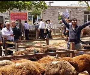 (جدول) قیمت دام زنده امروز ۱۴ آذر ۱۴۰۳/ گوساله در استان‌های مختلف چند؟