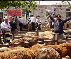 (جدول) قیمت دام زنده امروز ۱۴ آذر ۱۴۰۳/ گوساله در استان‌های مختلف چند؟