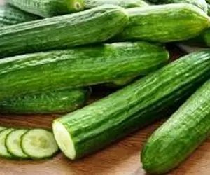 قیمت خیار چند؟ افزایش باور نکردنی قیمت خیار در بازار !