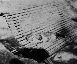 یک عکس یک روایت؛ ببری خان گربه‌ای متمول در دودمان قاجار که تاریخ را می‌نوشت