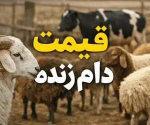 قیمت دام زنده امروز پنجشنبه ۱۱ تیر ۱۴۰۵؛ بازار بدون تغییر ماند + جدول