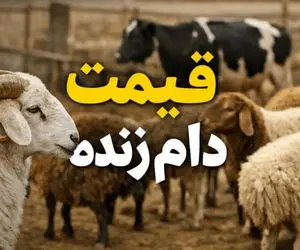 قیمت دام زنده امروز پنجشنبه ۱۱ تیر ۱۴۰۵؛ بازار بدون تغییر ماند + جدول