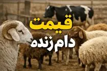 قیمت دام زنده امروز پنجشنبه ۱۱ تیر ۱۴۰۵؛ بازار بدون تغییر ماند + جدول