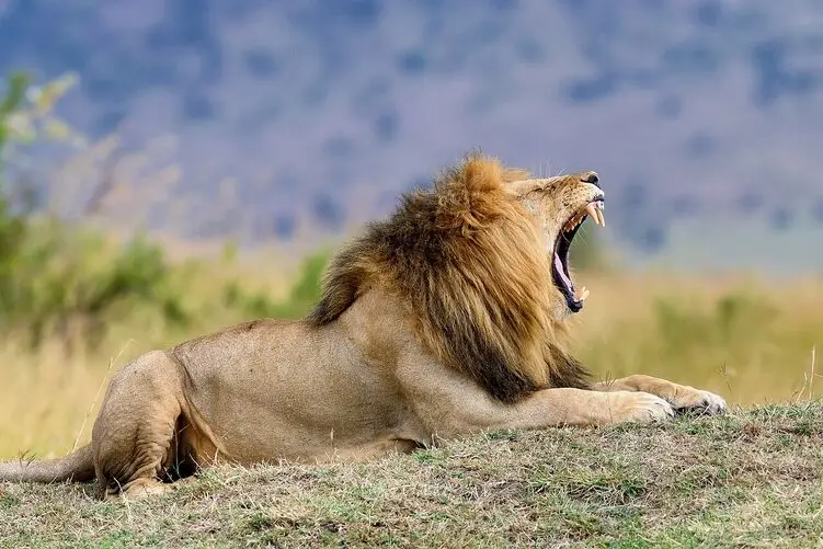 حیات وحش؛ شیر نر ناگهان متوجه صدای پشت سرش شد و انگار برق گرفتش
