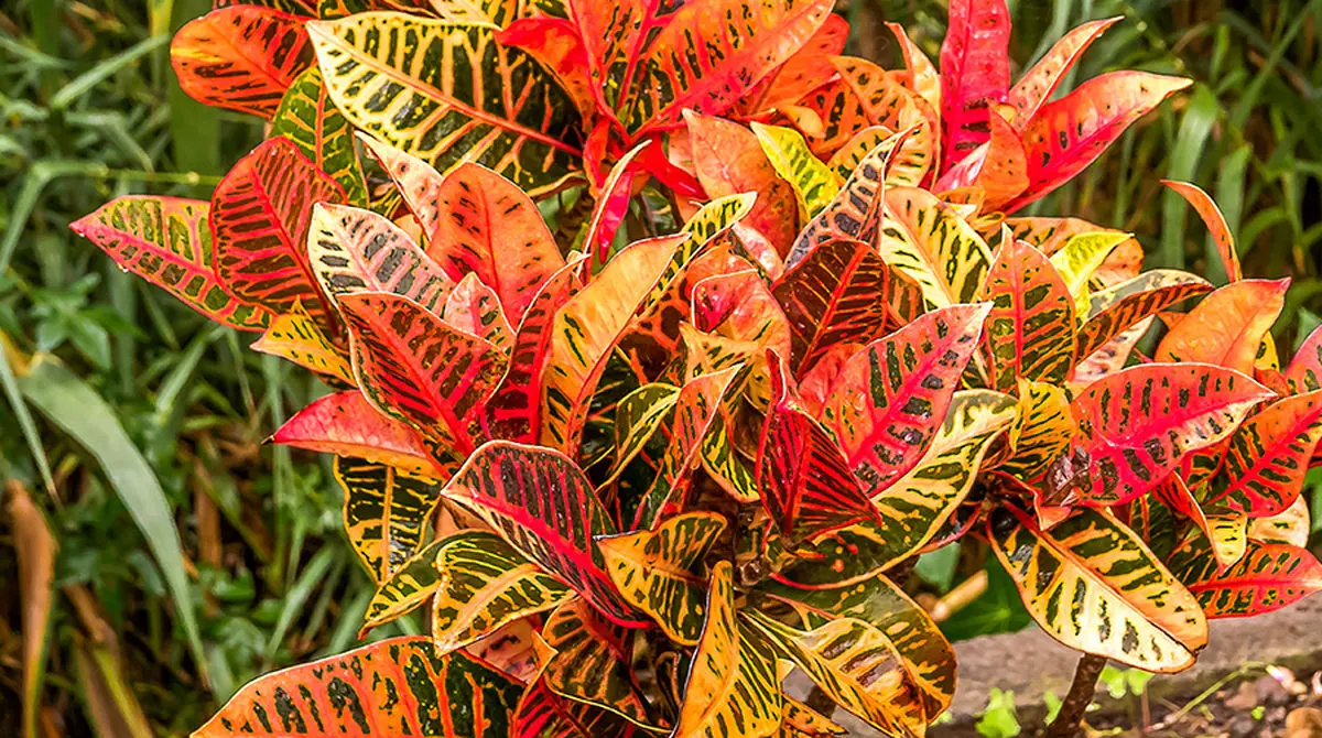 croton-plant-1