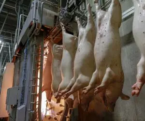 فرآوری خوک؛ خوک قلمبه حرومی و از کوره آتیش رد میکنن پوستشو میکنن برای سوسیس