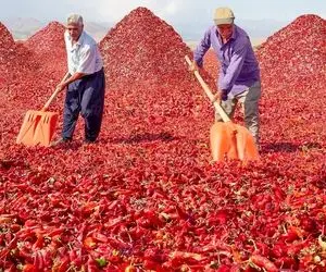 کشاورزی نوین؛ برداشت چند میلیون تن فلفل تند و تبدیلش به رب توی کارخونه