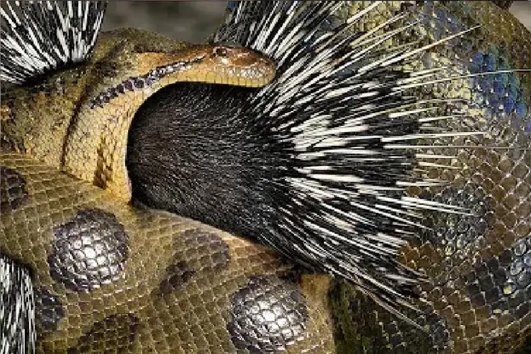 مستند حیات وحش؛ غافلگیری شکارچیان از رویارویی با قدرت جوجه تیغی تیز