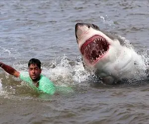 دنیای آبزیان؛ زن کوسه باهاش قهر کرد اونم وحشی شد افتاد دنبال ماهیگیر نصفش کرد