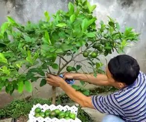 کشاورزی نوین؛ توی لاستیک لیمو ترش کاشته یه درخت بزرگ شده