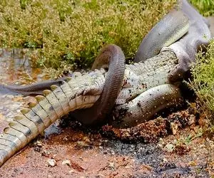 بدایع حیات وحش؛ پیتون غول و کومودو دد بعد یه دور کُشتی شروع کردن به بلعیدن هم
