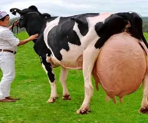 فرآوری گاو؛ گاو های پر شیر که روز 127 کیلو شیر میدن و موقع راه رفتن رو ویبرن