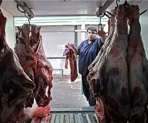 قیمت دام زنده امروز ۳۱فروردین ۱۴۰۴/ گوسفند زنده در پایتخت چند؟