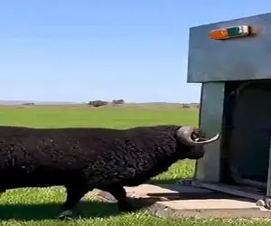 دامداری نوین؛ دستگاه مکنده گوسفند شاخدار پشمالو رو بلعید اصلاح کرده و بلوری داد بیرون