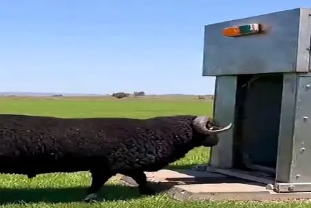 دامداری نوین؛ دستگاه مکنده گوسفند شاخدار پشمالو رو بلعید اصلاح کرده و بلوری داد بیرون