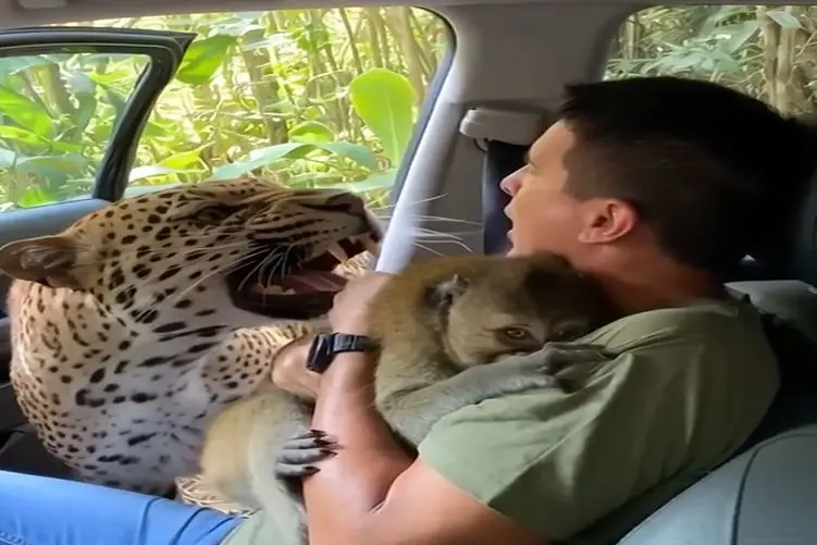 معماری طبیعت؛ میمون از دست پلنگ به آقاهه پناه برد ولی هیچی جلودار دندونای پلنگ نیست