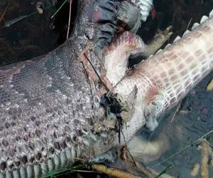 بدایع حیات وحش؛ پیتون غول خزید تمساح و ببلعه خودش تو شکم کروکودیل هضم شد