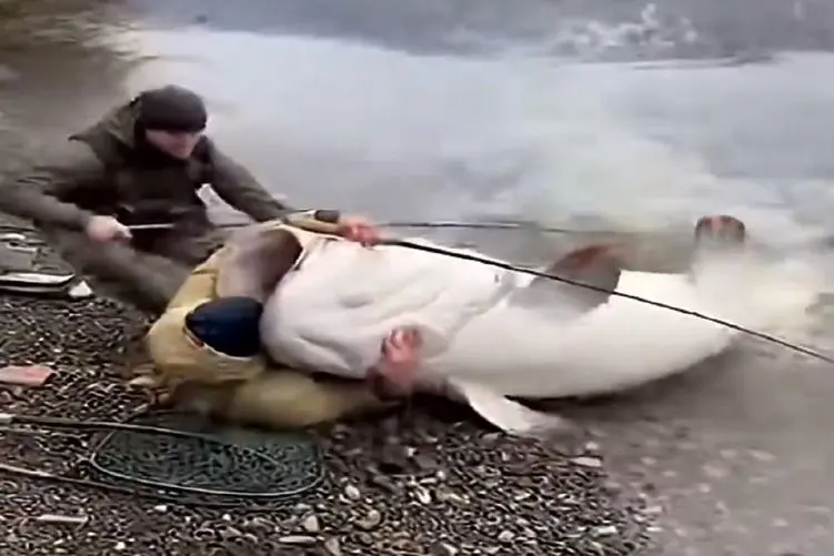 معماری طبیعت؛ گربه ماهی صورت مرد رو به وضع ناجور انداخت