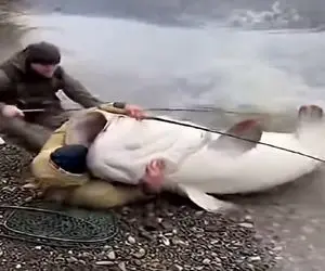 معماری طبیعت؛ گربه ماهی صورت مرد رو به وضع ناجور انداخت