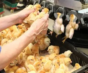 صنایع مدرن؛ با تجهیزات مدرن جوجه پرورش میدن قد توپ فوتبال پرسش میکنن واسه اکبرجوجه