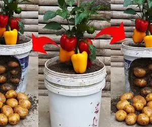 کشاورزی نوین؛ توی یه سطل هم سیب زمینی کاشتن هم فلفل دلمه ای یه خروار محصول داده