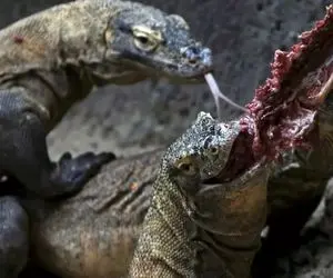 از جذابیت‌های حیات وحش؛ کومودو سر یه تیکه گوشت افتاد به جون زنش لت و پارش کرد