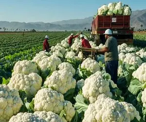 کشاورزی بدیع؛ پیاز گل کلم و تو ی مزرعه چند صد هکتاری کاشت هرکدوم قلمبه و سفید رشد کرد