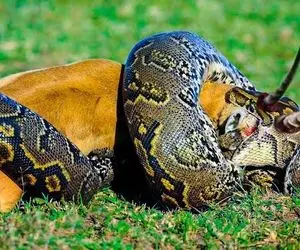 (ویدیو) لحظات شگفت انگیز از شکار کردن مار پیتون؛ از شکار کروکودیل تا بلعیدن شاخ گوزن