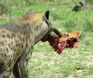 مستند حیات وحش؛ کفتاری که ایمپالا رو از جای لطیفش شروع کرد به خوردن