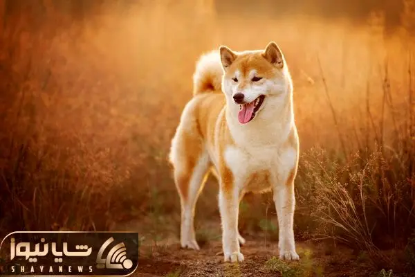 shiba inu
