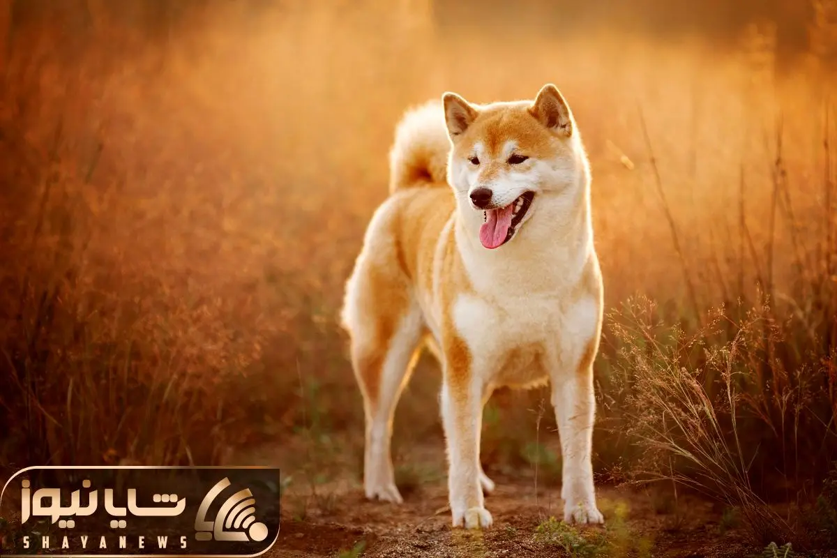 shiba inu