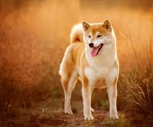 ناجی شیبااینو چه کسی می تواند باشد؟