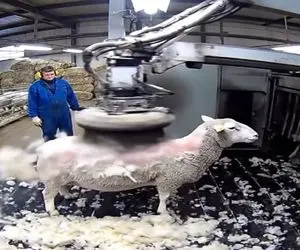 دامداری نوین؛ شونه فرفره در صدم ثانیه و با سرعت جت پشم و پیل گوسفندو هوتوتو کرد